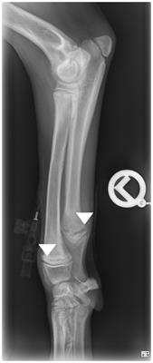Osteoarthritis, adipokines and the translational research potential in small animal patients